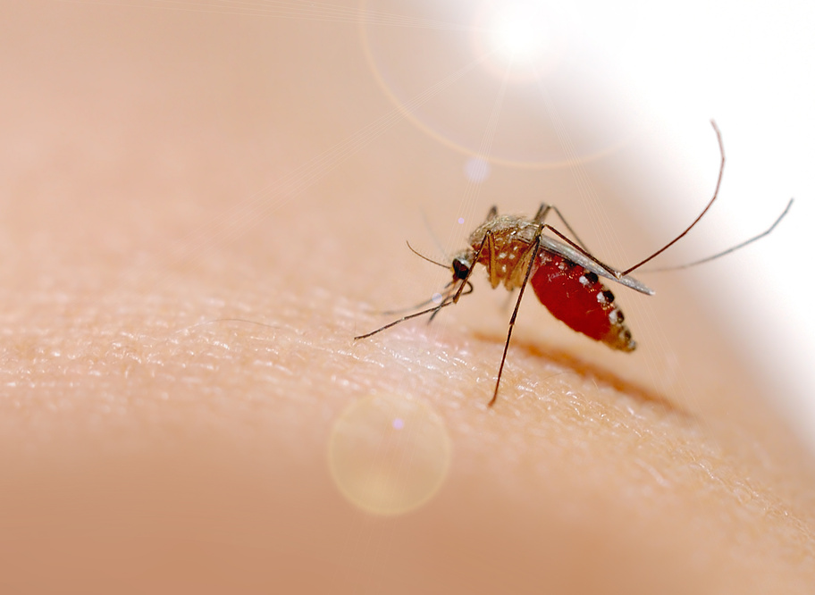 Close - up mosquito on human skin, dengue, chikungunya fever